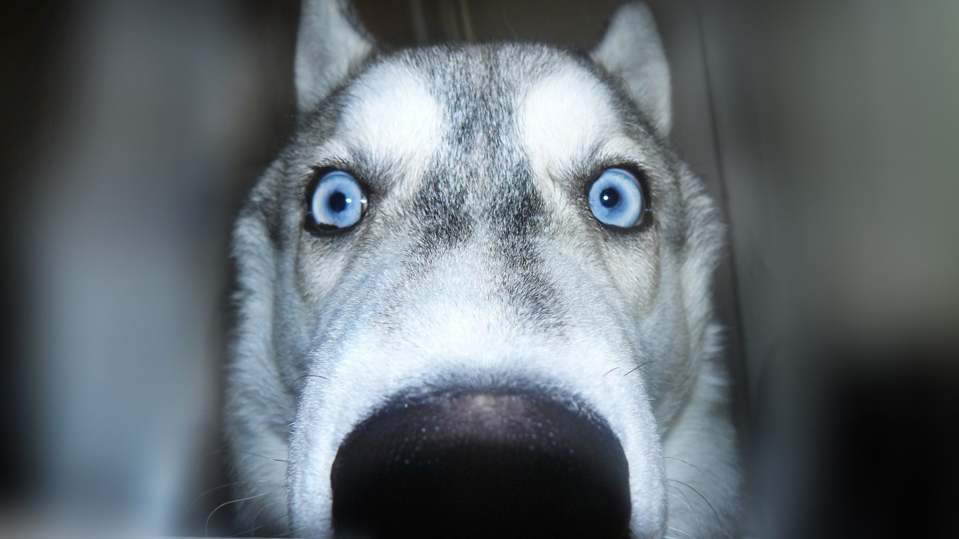 Породы Собак С Голубыми Глазами Фото